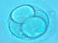 STAMINALI CONTRO LUPUS E SLERODERMIA